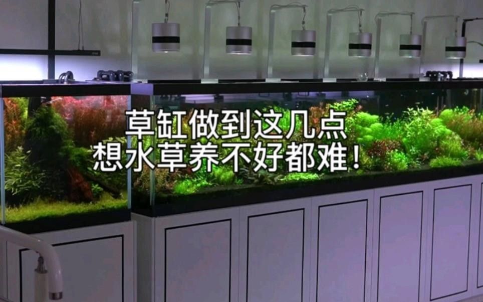 龍魚缸水草多久換一次