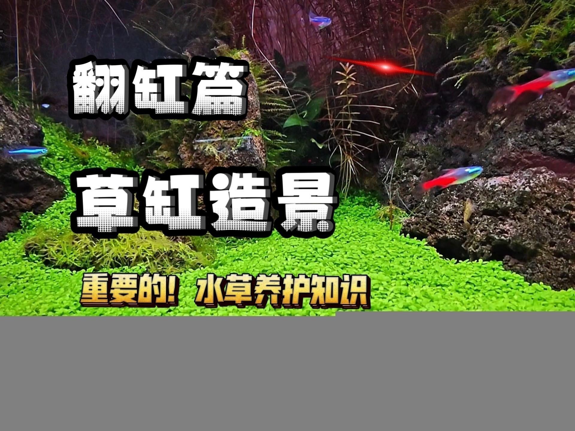 龍魚缸水草多久換一次