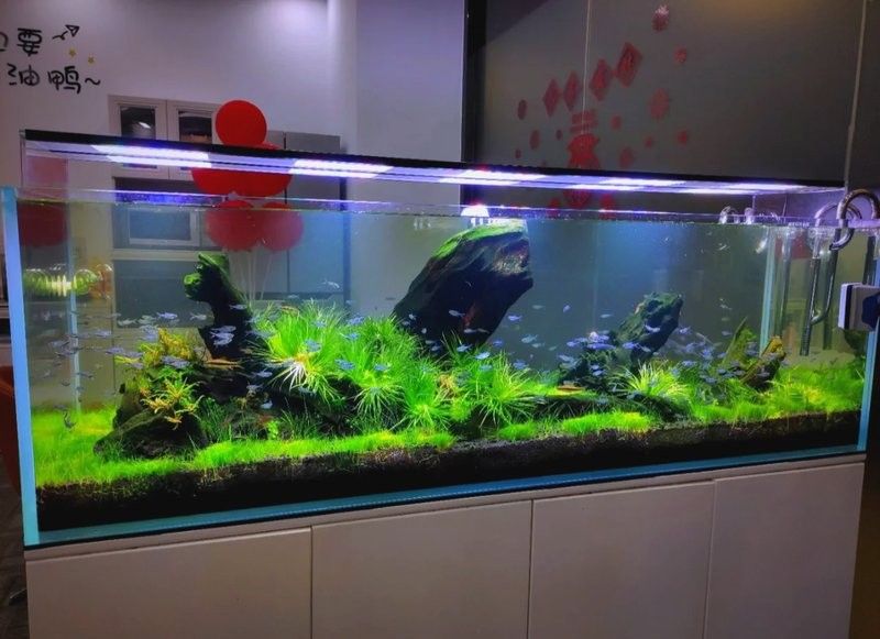 龍魚缸水草多久換一次