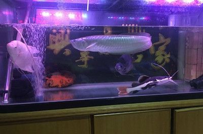 龍魚(yú)可以多久不換水：龍魚(yú)的換水頻率受到多種因素影響