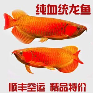 印尼紅龍魚苗價(jià)格多少錢：印尼紅龍魚苗價(jià)格