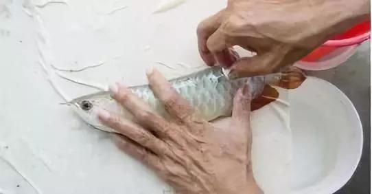 龍魚的芯片是怎么樣的：關于龍魚芯片的詳細信息