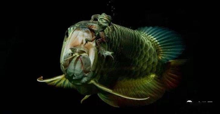 為什么龍魚離開水后（六角龍魚離開水后的存活時間大約為3小時，這個時間段相對較短）