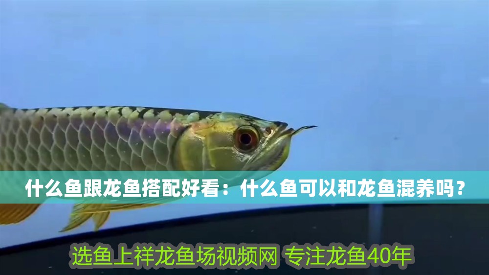 什么魚跟龍魚搭配好看：什么魚可以和龍魚混養(yǎng)嗎？