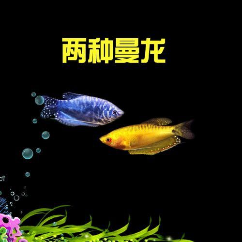 藍色龍魚價格表圖片大全集 藍色龍魚價格表圖片大全集 龍魚百科 第29張