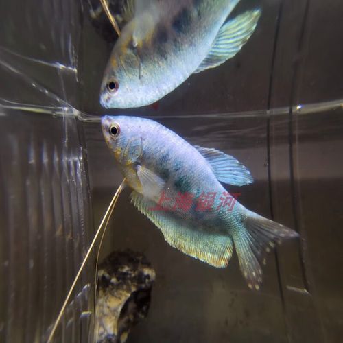 藍色龍魚價格表圖片大全集 藍色龍魚價格表圖片大全集 龍魚百科 第32張