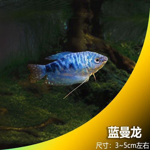 藍色龍魚價格表圖片大全集 藍色龍魚價格表圖片大全集 龍魚百科 第33張