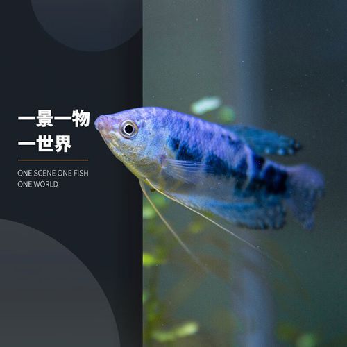 藍色龍魚價格表圖片大全集 藍色龍魚價格表圖片大全集 龍魚百科 第39張