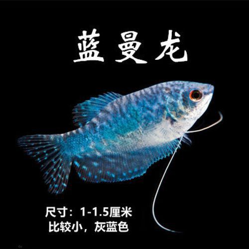 藍色龍魚價格表圖片大全集 藍色龍魚價格表圖片大全集 龍魚百科 第34張
