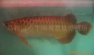 龍魚知識講座內(nèi)容介紹（龍魚養(yǎng)殖基礎(chǔ)知識講座） 龍魚知識講座內(nèi)容介紹（龍魚養(yǎng)殖基礎(chǔ)知識講座） 龍魚百科 第5張