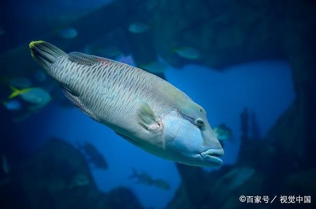 紅龍魚頭上長疙瘩是什么病：紅龍魚頭上長疙瘩是什么病紅龍魚頭上長疙瘩是什么病