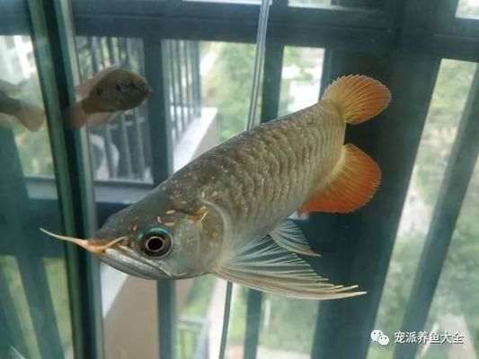 紅龍魚頭上長疙瘩是什么病：紅龍魚頭上長疙瘩是什么病紅龍魚頭上長疙瘩是什么病
