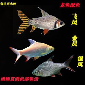 泰國(guó)鯽和龍魚的混養(yǎng)被認(rèn)為有以下好處和功效和功效：泰國(guó)鯽和龍魚混養(yǎng)的好處和功效