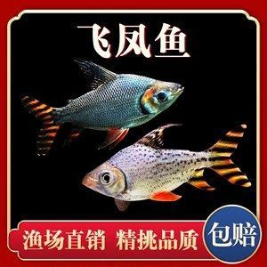 泰國(guó)鯽和龍魚的混養(yǎng)被認(rèn)為有以下好處和功效和功效：泰國(guó)鯽和龍魚混養(yǎng)的好處和功效