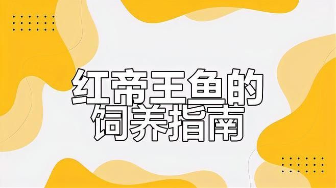 紅帝王雷龍魚百科視頻