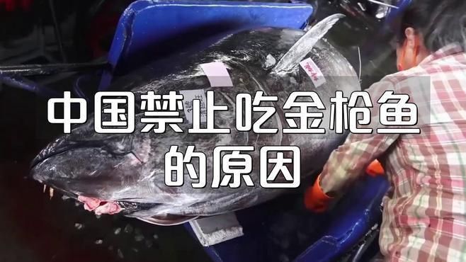 藍鰭金槍魚為何不建議吃