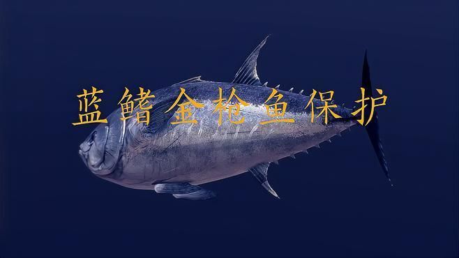 藍鰭金槍魚為何不建議吃