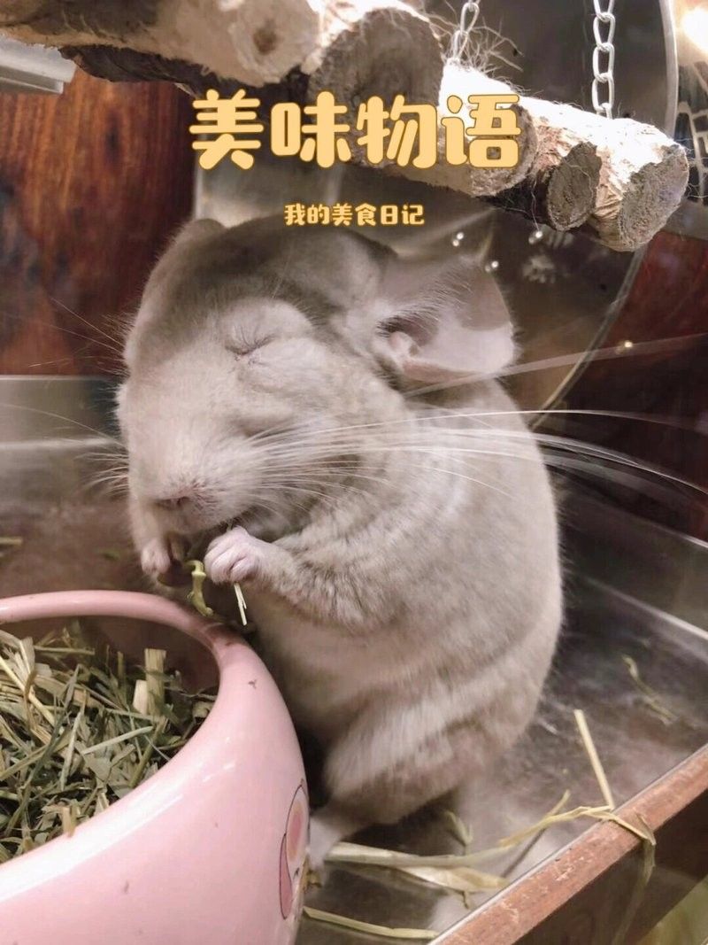 龍貓的食譜應該如何搭配？