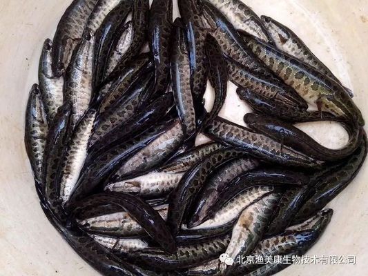 黑鯇魚(yú)苗養(yǎng)殖技術(shù)要點(diǎn)，黑鯇魚(yú)苗養(yǎng)殖技術(shù) 黑鯇魚(yú)苗養(yǎng)殖技術(shù)要點(diǎn)，黑鯇魚(yú)苗養(yǎng)殖技術(shù) 龍魚(yú)百科 第2張