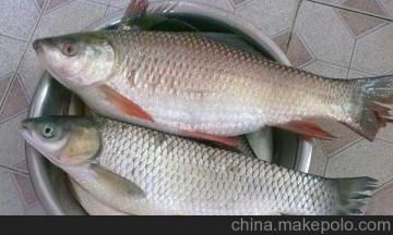 黑鯇魚(yú)苗養(yǎng)殖技術(shù)要點(diǎn)，黑鯇魚(yú)苗養(yǎng)殖技術(shù) 黑鯇魚(yú)苗養(yǎng)殖技術(shù)要點(diǎn)，黑鯇魚(yú)苗養(yǎng)殖技術(shù) 龍魚(yú)百科 第4張