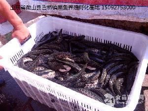 黑鯇魚(yú)苗養(yǎng)殖技術(shù)要點(diǎn)，黑鯇魚(yú)苗養(yǎng)殖技術(shù) 黑鯇魚(yú)苗養(yǎng)殖技術(shù)要點(diǎn)，黑鯇魚(yú)苗養(yǎng)殖技術(shù) 龍魚(yú)百科 第1張