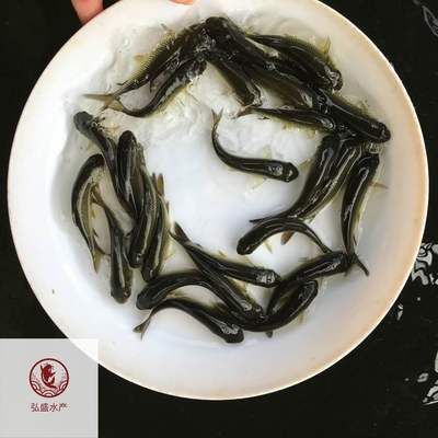 黑鯇魚(yú)苗養(yǎng)殖技術(shù)要點(diǎn)，黑鯇魚(yú)苗養(yǎng)殖技術(shù) 黑鯇魚(yú)苗養(yǎng)殖技術(shù)要點(diǎn)，黑鯇魚(yú)苗養(yǎng)殖技術(shù) 龍魚(yú)百科 第3張