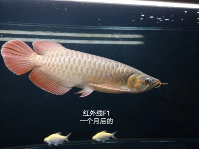 紅龍魚的品牌有哪些牌子好用（紅龍魚品牌排行榜-十大頂級龍魚排名）