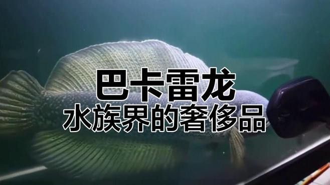 最稀有的雷龍魚品種