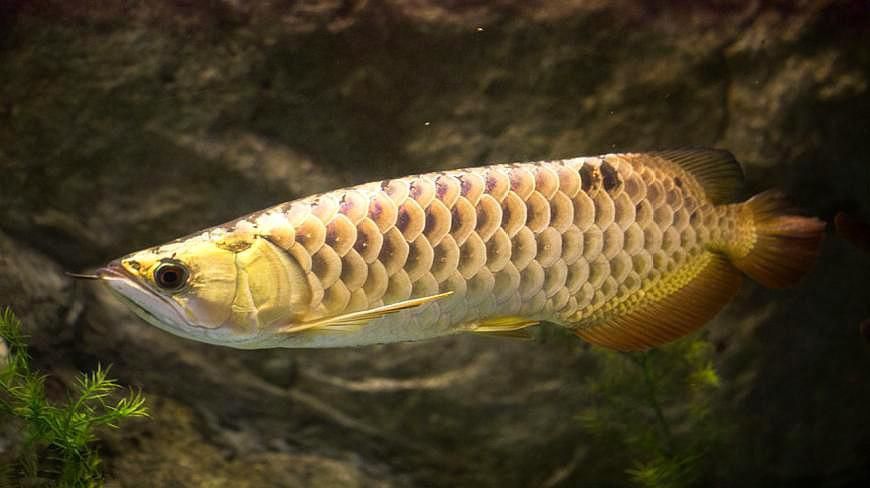 龍魚過背和不過背
