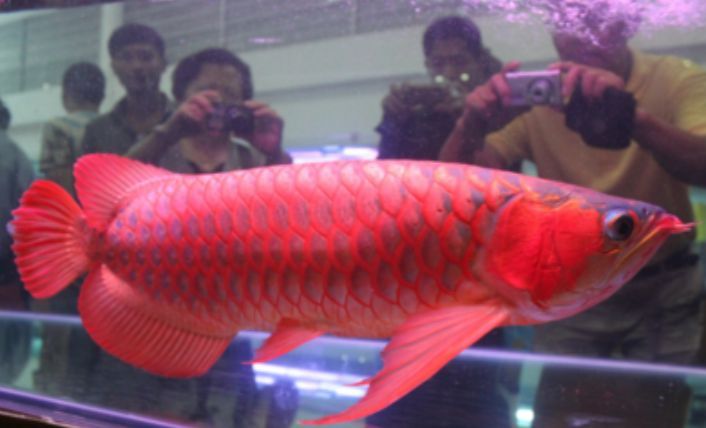 金龍魚魚鱗潰爛能治嗎：金龍魚魚鱗潰爛能治嗎金龍魚魚鱗潰爛能治嗎