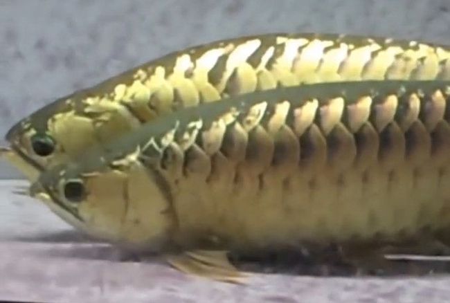 金龍魚魚鱗潰爛能治嗎：金龍魚魚鱗潰爛能治嗎金龍魚魚鱗潰爛能治嗎