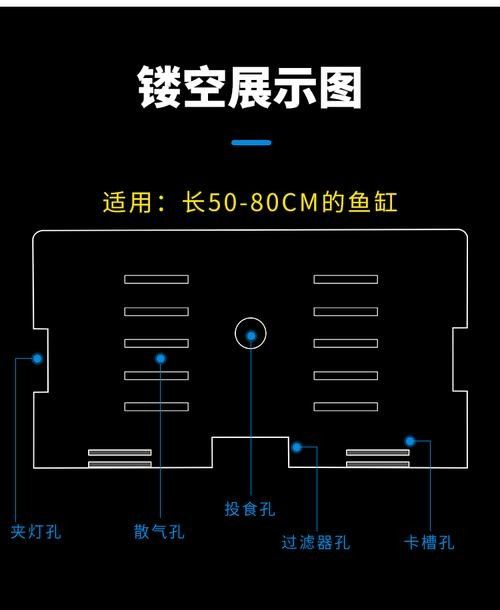 銀龍魚飼養(yǎng)方法及注意事項(xiàng)圖片