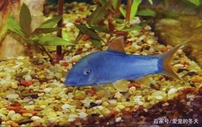 紅龍魚身上顏色有點發黑色：紅龍魚身上顏色發黑可能是由多種原因造成的，可能是多種原因造成的 紅龍魚身上顏色有點發黑色：紅龍魚身上顏色發黑可能是由多種原因造成的，可能是多種原因造成的 龍魚百科 第4張