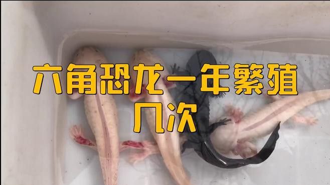 六角恐龍繁殖頻率