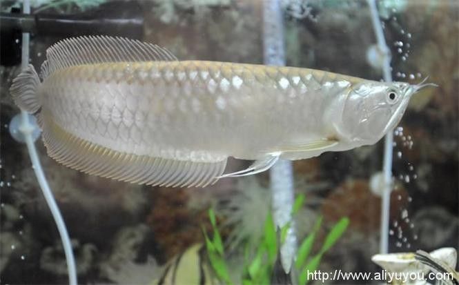 銀龍魚吃什么長(zhǎng)得肥大快 銀龍魚吃什么長(zhǎng)得肥大快 龍魚百科 第11張