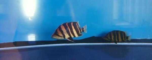 龍魚虎魚吃什么長得快：龍魚和虎魚的快速成長得益于其對高營養食物的偏好