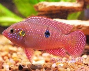 紅尾皇冠和龍魚混養可能性可能性可以從不同角度進行探討：紅尾皇冠和龍魚混養會怎樣？