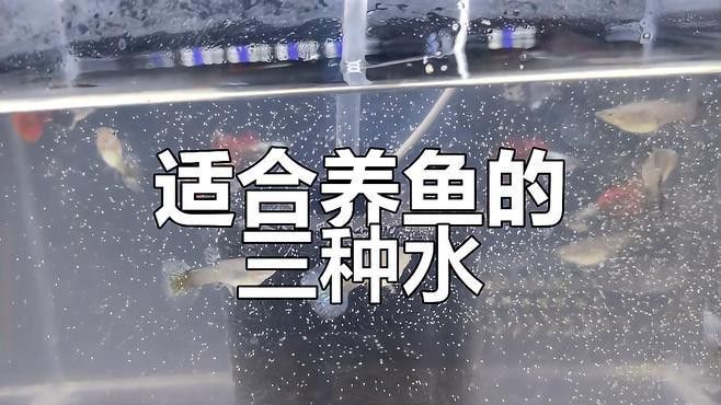 養龍魚用井水好還是自來水好