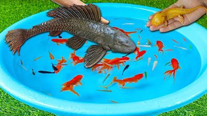 紅龍魚鱗片不亮怎么辦（紅龍魚鱗片不亮是由于多種原因引起的，紅龍魚鱗片不亮的解決方法）