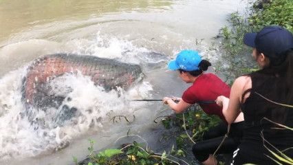 紅龍魚鱗片不亮怎么辦（紅龍魚鱗片不亮是由于多種原因引起的，紅龍魚鱗片不亮的解決方法）