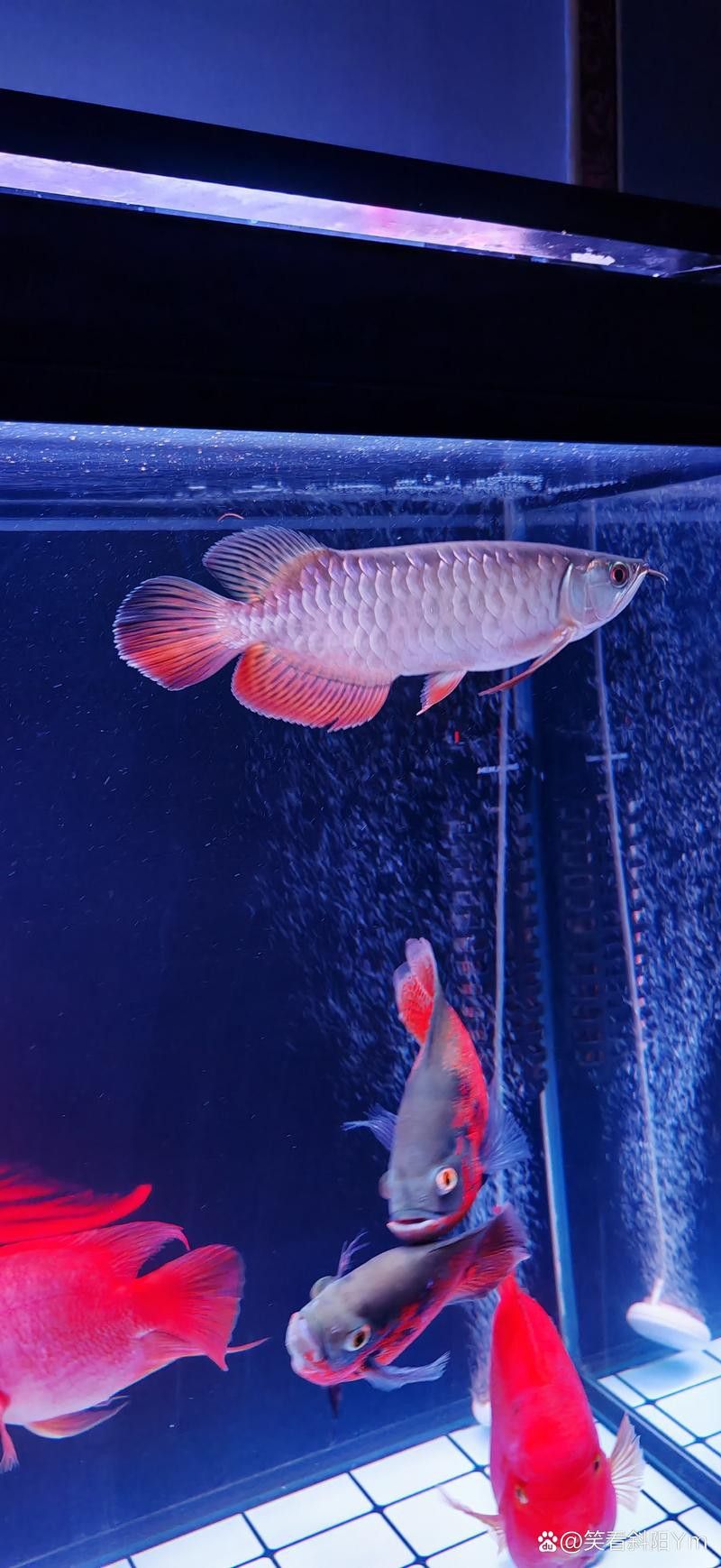 如何挑選適合混養的紅龍和號半？ 如何挑選適合混養的紅龍和號半？ 龍魚百科 第10張