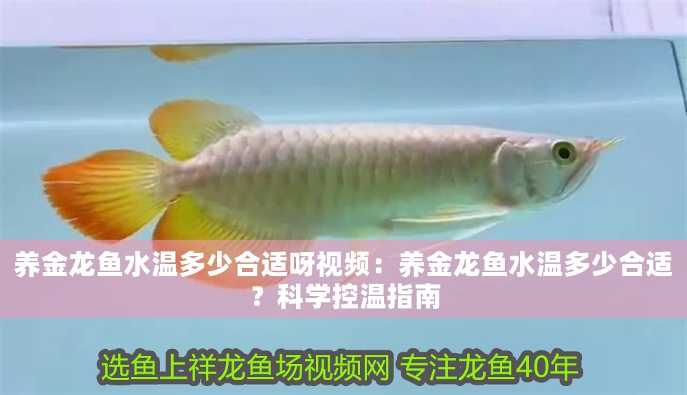 養金龍魚水溫多少合適呀視頻：養金龍魚水溫多少合適？科學控溫指南