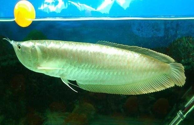 銀龍魚食物種類選擇：銀龍魚的食物種類選擇 銀龍魚食物種類選擇：銀龍魚的食物種類選擇 龍魚百科 第4張