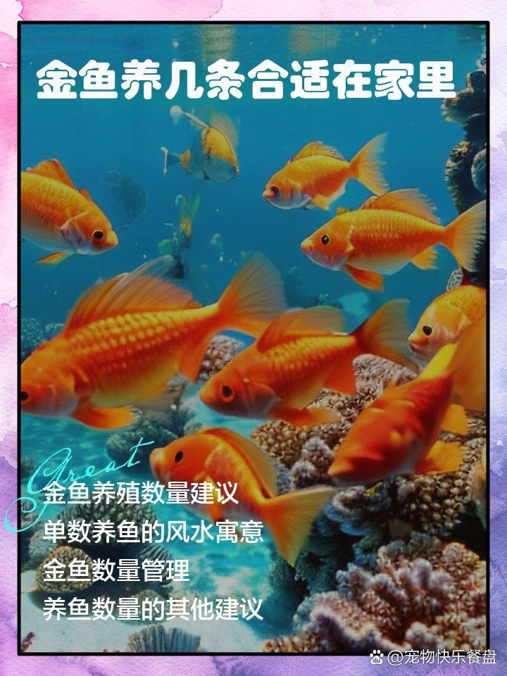 金魚養(yǎng)幾條最好最旺財 金魚養(yǎng)幾條最好最旺財 龍魚百科 第1張