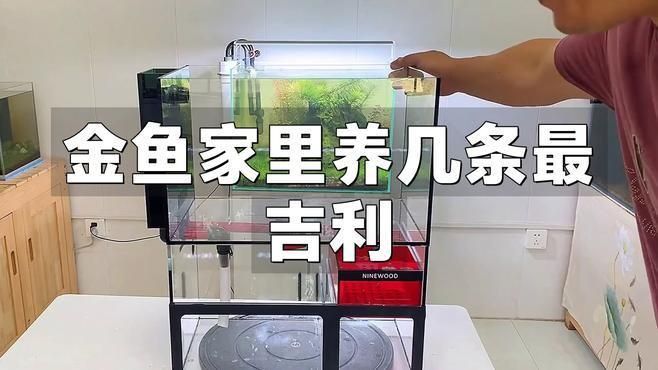 金魚養(yǎng)幾條最好最旺財 金魚養(yǎng)幾條最好最旺財 龍魚百科 第11張