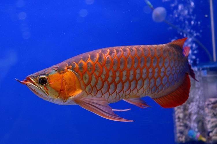 龍騰魚圖片