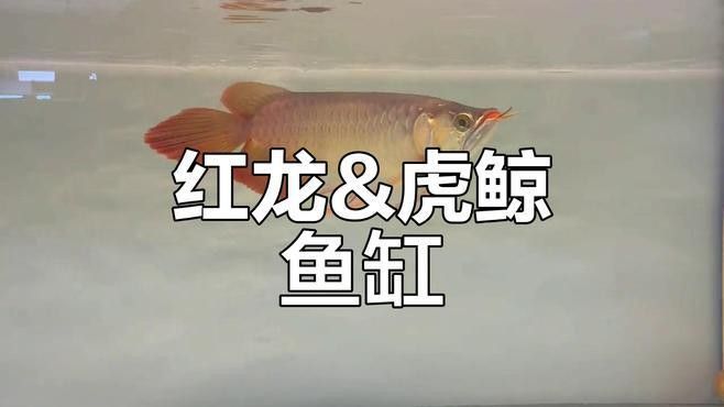 印尼紅龍魚喂養方法圖片欣賞大全