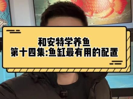 印尼紅龍魚喂養方法圖片欣賞大全