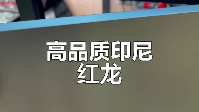 印尼紅龍魚喂養方法圖片欣賞大全