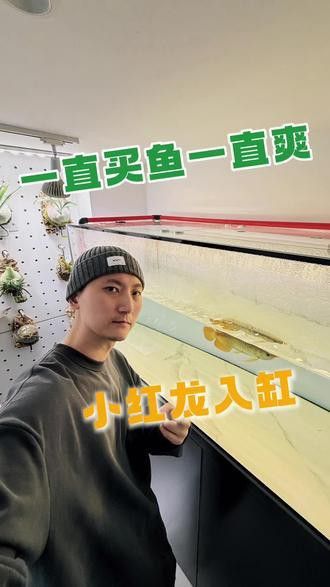 印尼紅龍魚喂養方法圖片欣賞大全